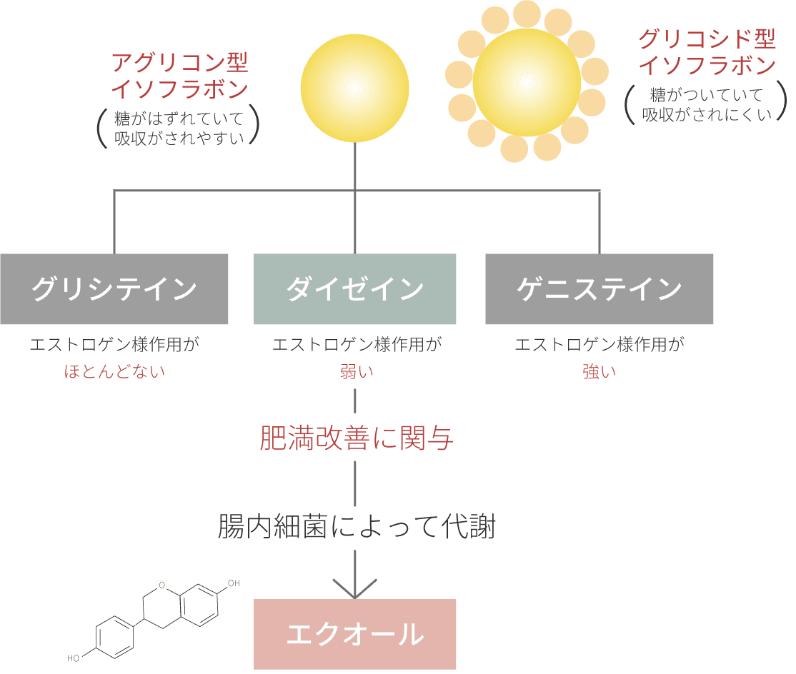 イソフラボンの代謝