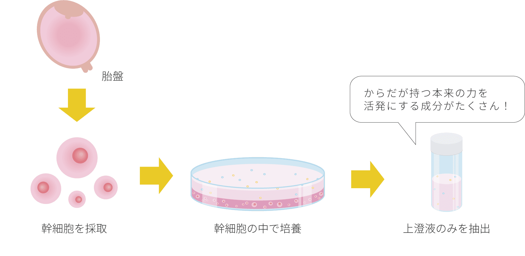 ヒトプラセンタ幹細胞純化培養液について
