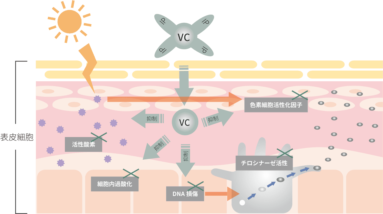 VC-IPの美白作用